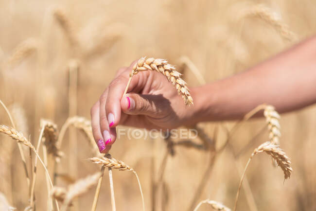 Mujer de las cosechas con pasto de cereales en el prado - foto de stock