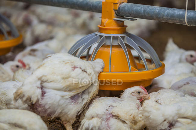 Galinhas com fome alimentando-se de alimentador de aves na fazenda — Fotografia de Stock
