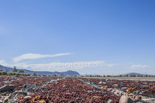 Нескінченне сільськогосподарське поле з врожаєм готове для вирощування під безхмарним хмарним небом — стокове фото