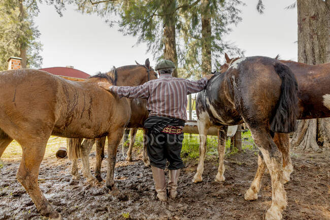 Back view of groom in high boots holding strong brown horses during watering in barnyard in bright day — Stock Photo