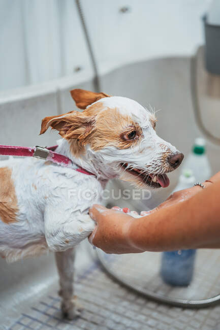 Empleado irreconocible lavado lindo perro terrier en bañera en salón de aseo profesional - foto de stock