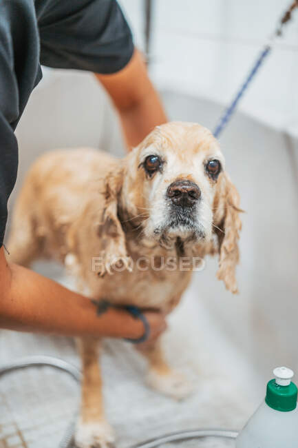 Доросла жінка миє собаку у ванній під час роботи в професійному салоні для дорослих — стокове фото