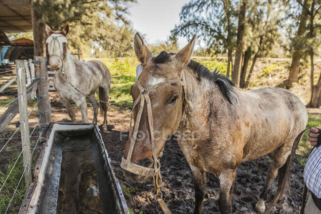 Vista lateral de cavalos marrons bebendo água no celeiro em dia brilhante — Fotografia de Stock