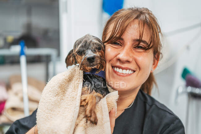 Felice giovane femmina sorridente e guardando la fotocamera mentre tiene bagnato Yorkshire Terrier dopo la procedura di lavaggio nel salone di toelettatura — Foto stock