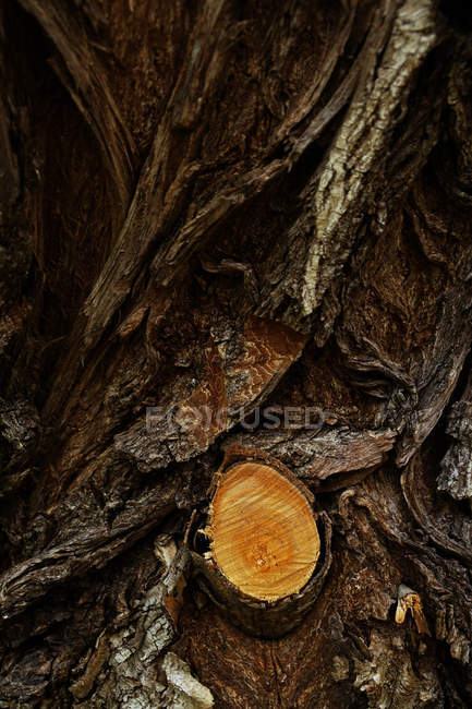 Sawed branch on old brown tree trunk with aged rough bark — Stock Photo