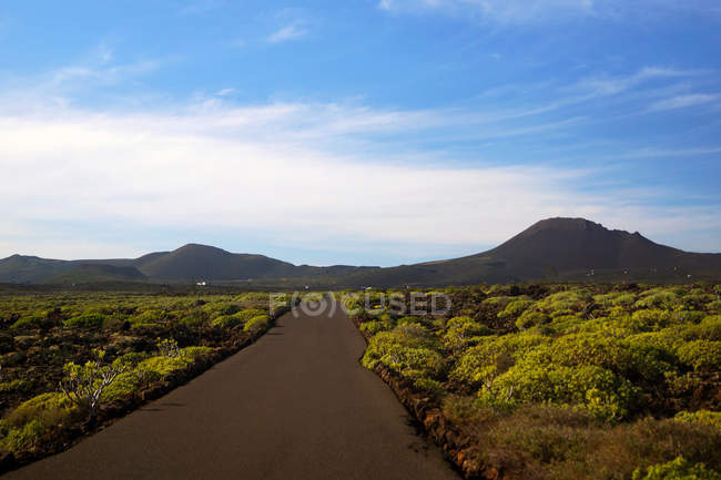 Пустая кривая дорога, идущая к горному валу вдоль поля с зеленью в Льяроте Канарских островов Испании — стоковое фото
