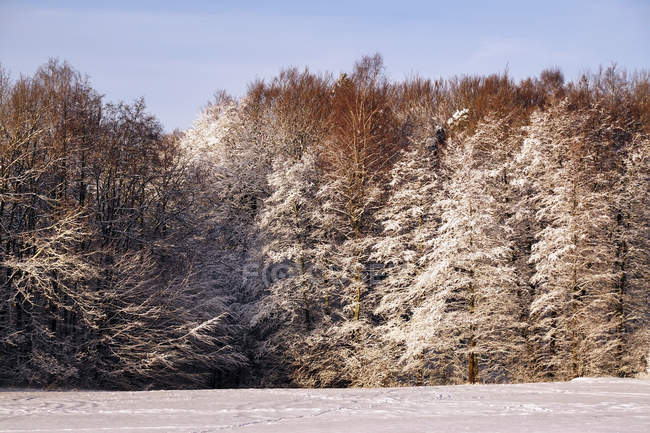 Bois éloignés avec arbres sempervirents givrés et sans feuilles à côté d'un champ de neige pendant la journée d'hiver — Photo de stock