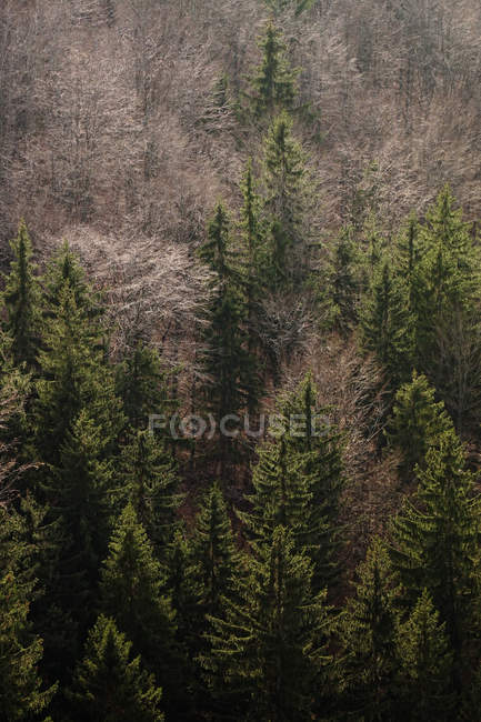 De cima da floresta de outono com diferentes árvores de abeto perenes e nus no sul da Polônia durante o dia — Fotografia de Stock