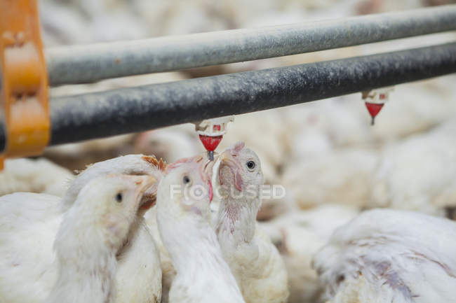Geflügel auf Hühnerfarm — Stockfoto