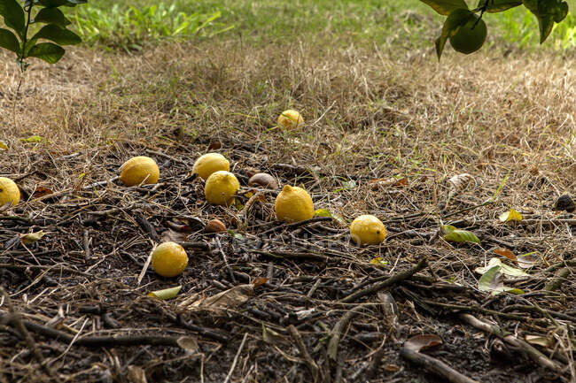 Montón de limones frescos en el suelo entre la hierba seca con ramas y hojas en el jardín - foto de stock