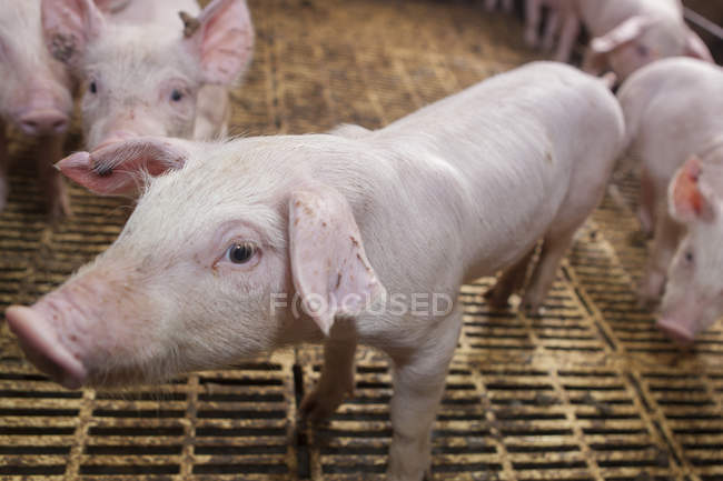Gesunde Schweine ruhen im Schweinestall — Stockfoto