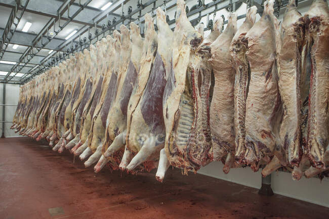 Mature fresh suspended carcass while counting in slaughterhouse workshop — Stock Photo