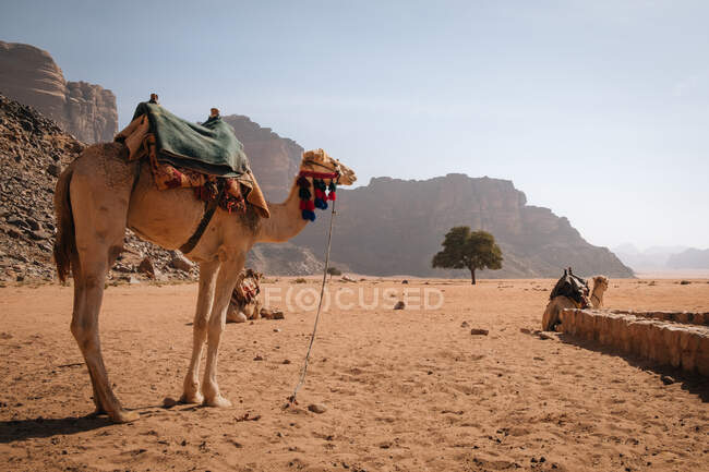 Camel waiting his ride, Wadi Rum — Stock Photo