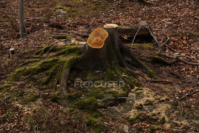 Wooden stump remained from cut tree with fir cone and withered grass in forest of Southern Poland on sunny day — Stock Photo