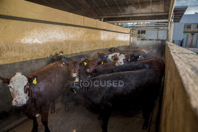 Black and brown spotted cows with yellow earmark standing in row in fenced stall in farm — Stock Photo