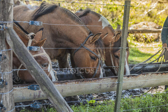 Боковой вид на коричневых лошадей, пьющих воду на барнярде в яркий день — стоковое фото