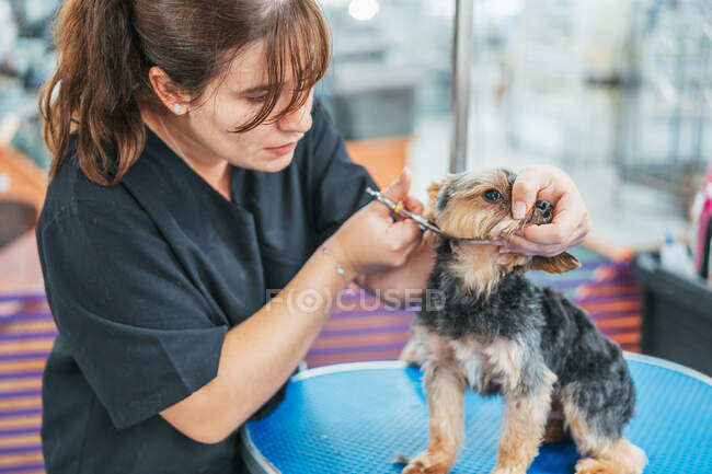 Senhora usando tesoura para aparar a pele no focinho de bonito Yorkshire Terrier no fundo borrado do salão de aliciamento — Fotografia de Stock