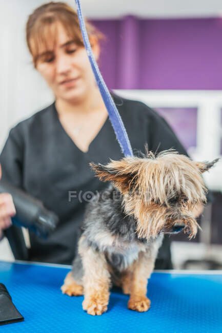 Adorable Yorkshire Terrier sitting on grooming table near blurred woman drying fur after washing — Stock Photo