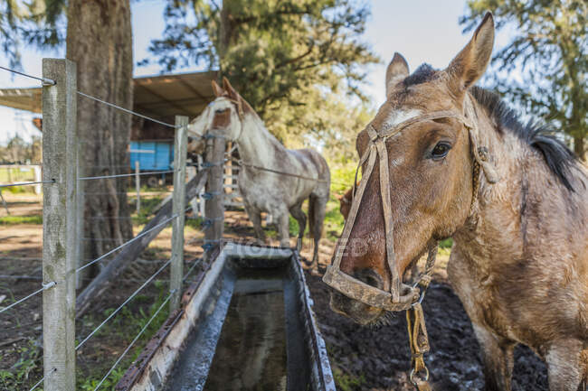 Seitenansicht brauner Pferde, die bei hellem Tag Wasser auf einem Scheunenhof trinken — Stockfoto