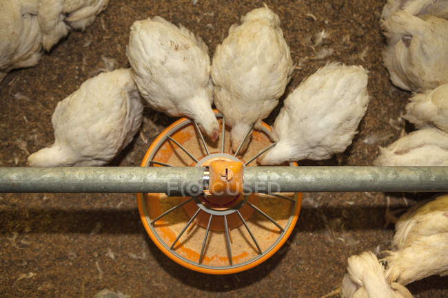 Вид сверху многих белых цыплят, питающихся семенами из промышленного кормового ящика на ферме — стоковое фото