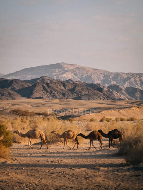 Camellos salvajes en el desierto de Wadi Rum - foto de stock