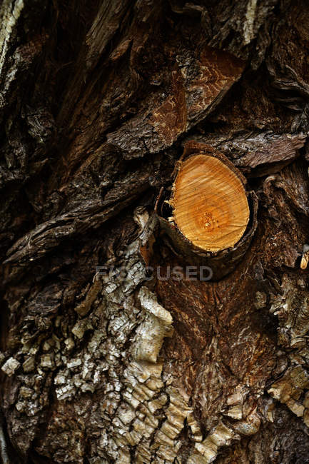 Ramo seminato su vecchio tronco di albero bruno con corteccia ruvida invecchiata — Foto stock