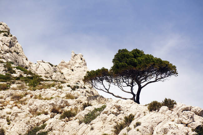 From below picturesque view of Calanques Massif with limestone rocks green grass and tree growing on top in France Europe — Stock Photo