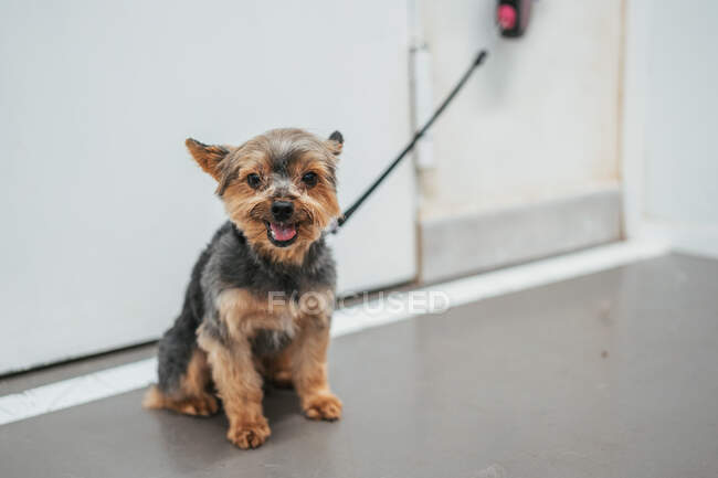Adorable Yorkshire Terrier on leash looking at camera and waiting for owner while sitting near entrance of grooming salon — Stock Photo