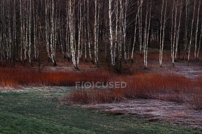 Bosque de invierno con árboles de abedul desnudos con hierba seca y sol levantándose detrás de montañas nevadas en el sur de Polonia. - foto de stock