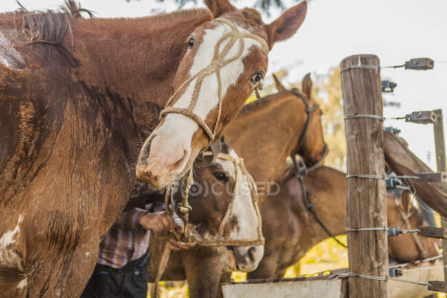Vista lateral de cavalos marrons bebendo água no celeiro em dia brilhante — Fotografia de Stock