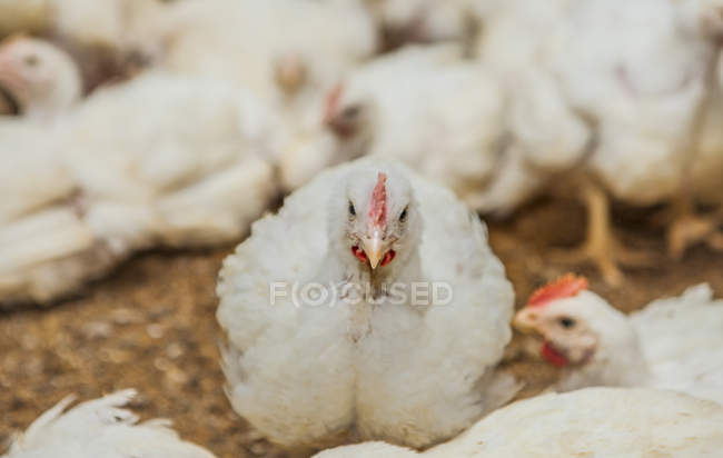 Мясо птицы на птицефабрике — стоковое фото