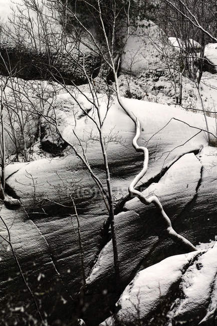 Arbres sans feuilles glacés à côté d'une pente rocheuse avec des arbres sempervirents dans une forêt d'hiver tranquille — Photo de stock