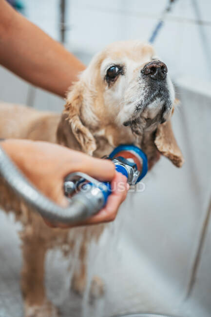 Mulher adulta que lava o cão spaniel na banheira enquanto trabalha no salão de arrumação profissional — Fotografia de Stock