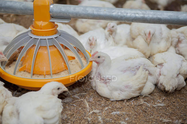 Gallinas hambrientas alimentadas con harinas de aves en la granja - foto de stock