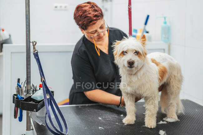 Frau in Uniform mit Elektrorasierer, um das Fell eines fröhlichen Terrier-Hundes zu trimmen, während sie in einem Pflegesalon arbeitet — Stockfoto