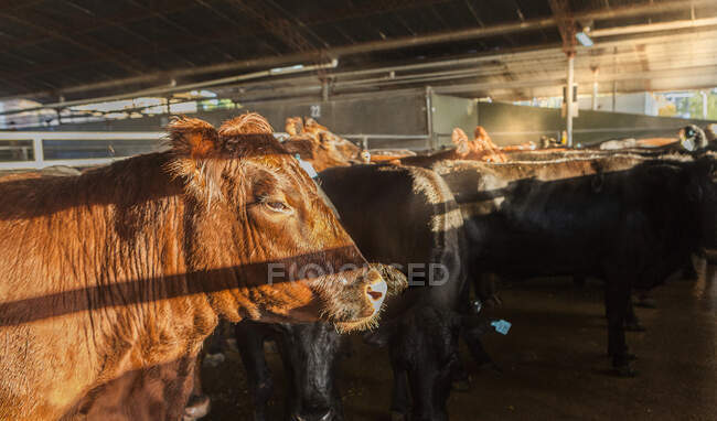 Vista lateral de vacas maduras de brilho saudável em pé na estável e à espera da luz solar — Fotografia de Stock