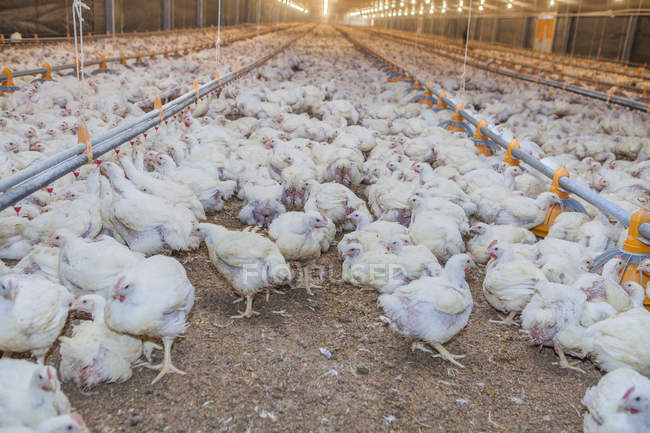 Cuna enorme con gallinas paseando y alimentándose en una amplia granja industrial - foto de stock