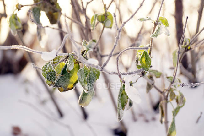 Frozen tree twig with green leaves in crystals of hoarfrost in winter snowy forest in sunshine — Stock Photo