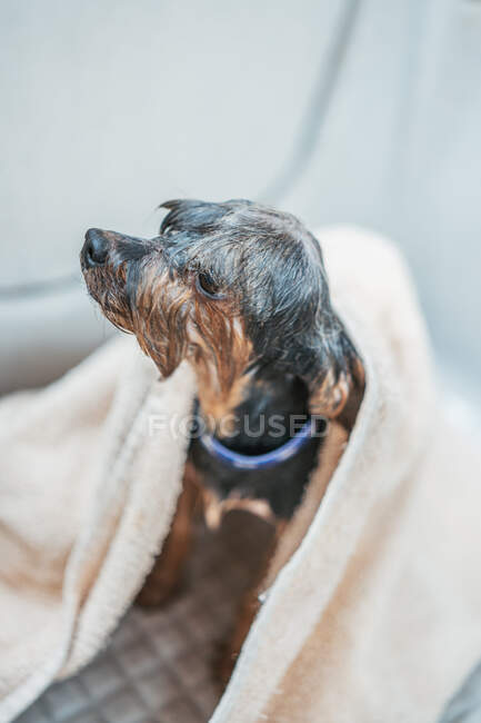 Close up dog in bathtub — Stock Photo