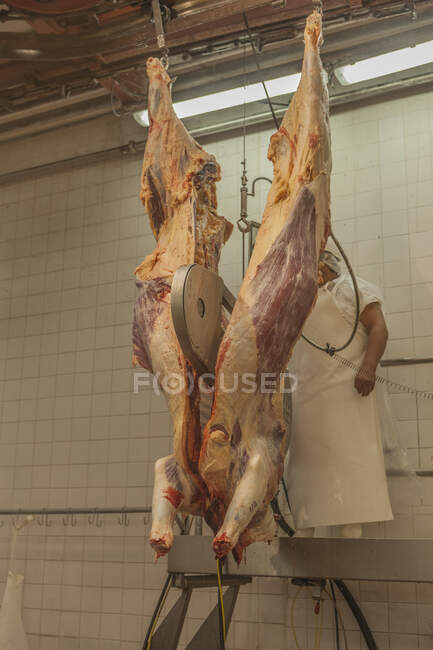 Von unten reifer gesunder Kuhkadaver, der von einem Schlachter mit Säge zersägt wird, während er in der Schlachthauswerkstatt hängt — Stockfoto