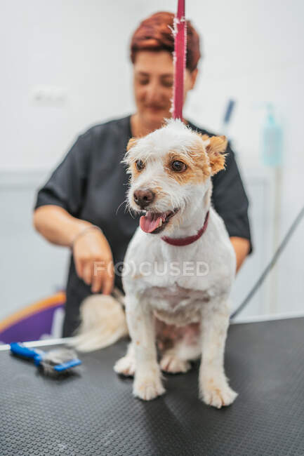 Netter Hund streckt Zunge aus, während er auf dem Tisch im professionellen Pflegesalon steht — Stockfoto