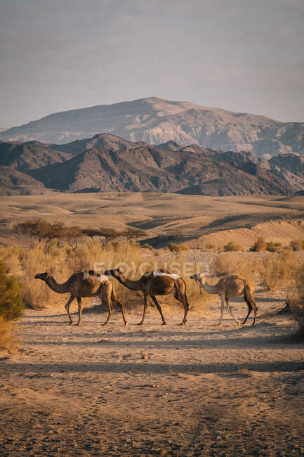 Mandria di cammelli che camminano nella valle asciutta del Wadi Rum vicino alla catena montuosa nella giornata grigia nuvolosa in Giordania — Foto stock