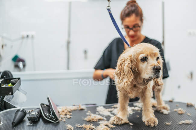 Femme en uniforme utilisant rasoir électrique pour couper la fourrure de chien terrier joyeux tout en travaillant dans le salon de toilettage — Photo de stock