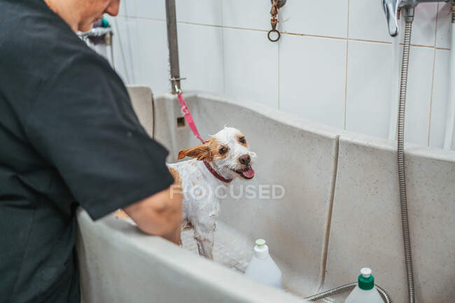 Funcionário irreconhecível lavar cão terrier bonito na banheira no salão de arrumação profissional — Fotografia de Stock