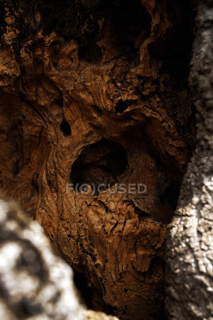 De arriba fondo natural abstracto de corte marrón sección de árbol con anillos de crecimiento y grietas. - foto de stock