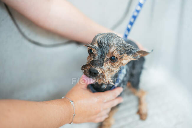 Mulher adulta que lava o cão spaniel na banheira enquanto trabalha no salão de arrumação profissional — Fotografia de Stock