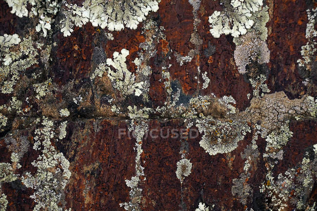 Closeup of natural abstract lichen growing on bark of old tree — Stock Photo