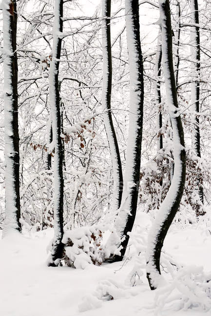 Árvores geadas sem folhas cobertas de neve pura branca em florestas de inverno da Noruega — Fotografia de Stock