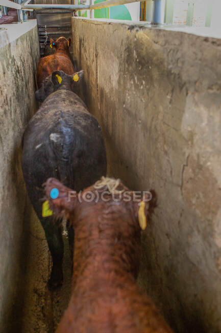 Mucche maculate nere e marroni con marchio giallo in piedi in fila in stalla recintata in azienda — Foto stock