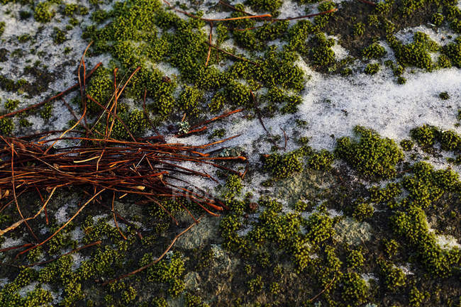 Nahaufnahme bunter, grüner Moospflanzen, die auf Felsen wachsen, im Detail — Stockfoto